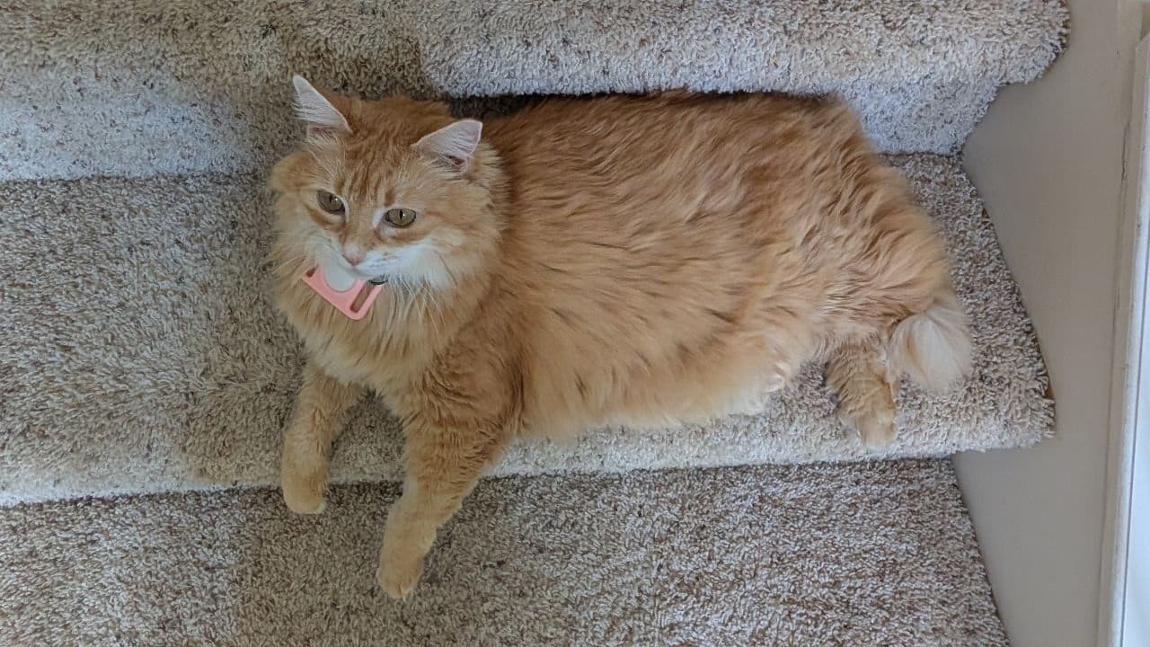 Dave Wang's cat